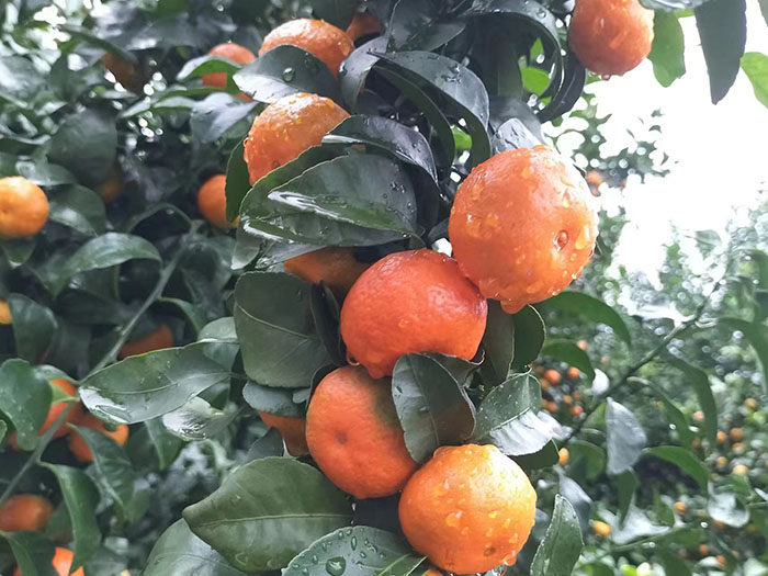 ��ֲ����