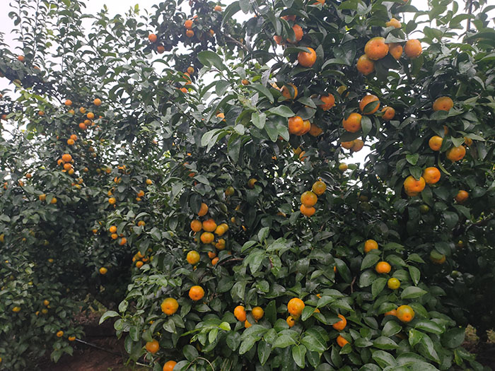 ��ֲ����