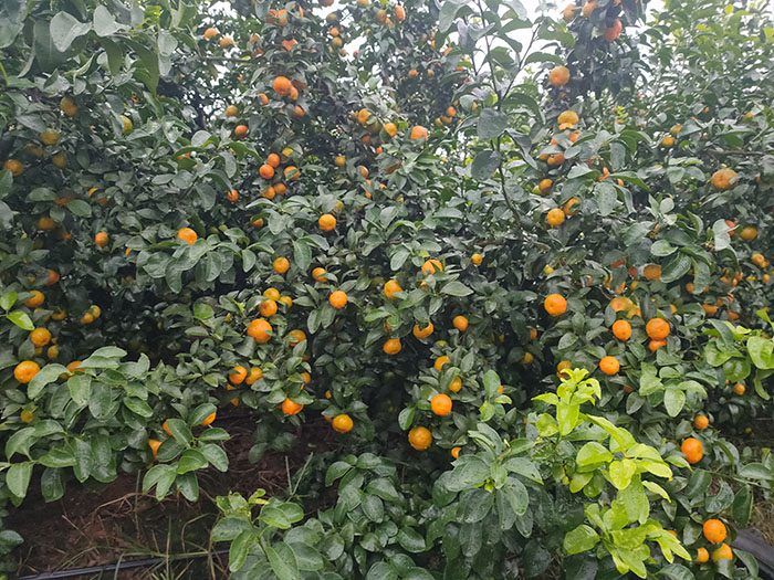 ��ֲ����