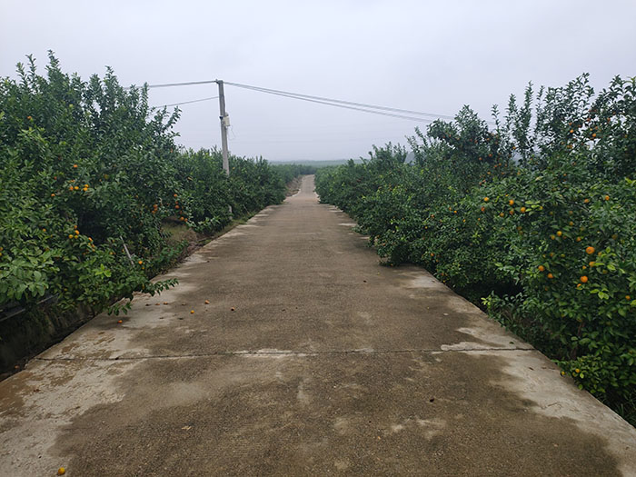 ��ֲ����