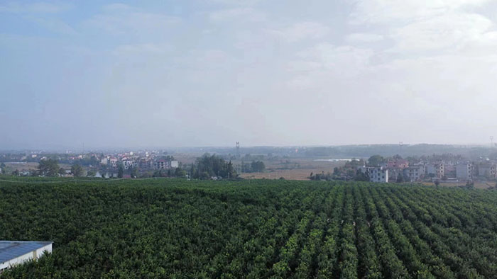 ��ֲ����